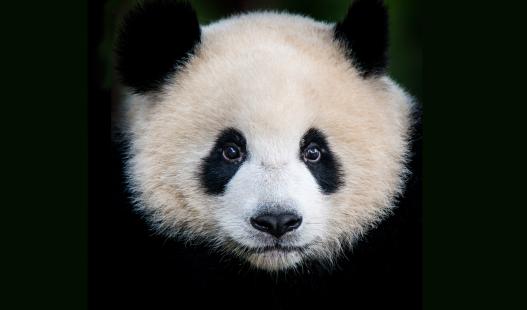 A large picture of a giant panda bear’s (Ailuropoda melanoleuca) face.