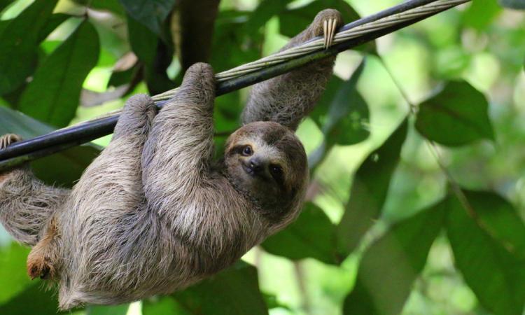 A young sloth hangs from a cable in a jungle in Costa Rica.
